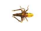   2558 F,  6 (Vania Fly Fishing) ,  . 1 .