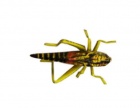   2561 F,  8 (Vania Fly Fishing) ,  . 1 .